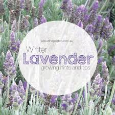 Several years of trial and error research with growing experience the farm has. Winter Flower Lavender Love About The Garden Magazine