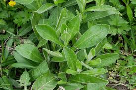 Die kugeligen weißen blüten verbreiten sich kriechend über den unkraut im rasen bestimmen. Blattbestimmung Unkraut