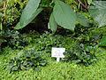 Image result for Pilea sublucens