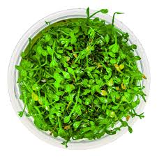 Image result for Marsilea minuta