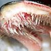 These pike have exceptionally sharp teeth, so for whatever lure you choose, use a wire leader. 3