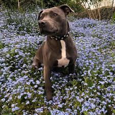 These dogs include the american pitbull terrier, the american staffordshire terrier and staffordshire bull terrier, putting their dispositions on par with dogs such as the. Owning A Staffordshire Bull Terrier Guide Barking Mad Uk