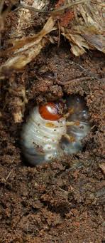 Trimisă pe 27 februarie 2012. Unde Dispar Insectele Iarna CunoaÈte Natura Din Jurul TÄu