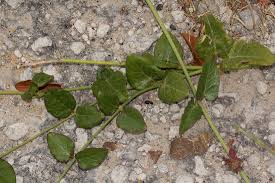 Image result for Orthanthera jasminiflora