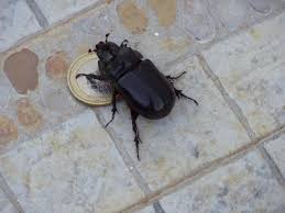Black Beetle Bug In House Insects In Portugal Piglet In Portugal Insects Portugal Piglet