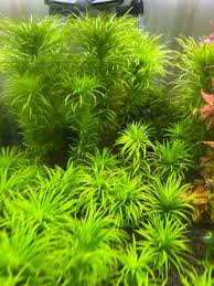 Image result for Syngonanthus angolensis