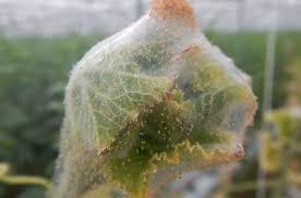 Image result for spider mites on cucumbers