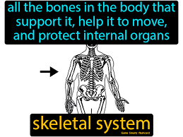 Skeletal System In 2020 Skeletal System Science Flashcards Science Student