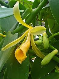 Image result for Vanilla polylepis