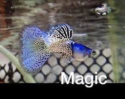 Pin On Fish Food Australia