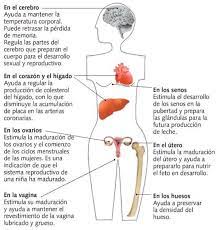 La Progesterona Que Es Y Cuales Son Sus Efectos En El Embarazo Alternativas Naturales Embarazo10 Com