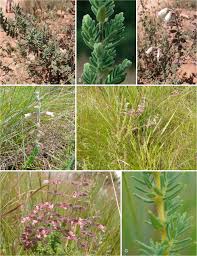 Image result for Syncolostemon elliottii