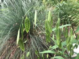 Image result for Chasmanthium latifolium