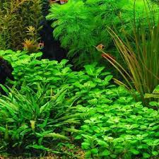 3 Lobelia Cardinalis Mini Plants Live Aquarium Plants Free S H Live Aquatic Plants Live Aquarium Plants Planted Aquarium Plants