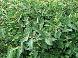 Image result for z p%u0159ednice jedovat 