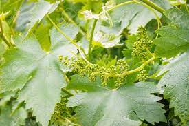 Young leaves and flower buds on a grape vine in spring. Closeup Of Grapevine Flower Buds With Tendrils And Leaves In Springtime Stock Photo Picture And Royalty Free Image Image 135924519