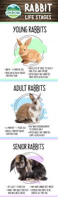European rabbits have been domesticated since the middle ages. Oxbow Animal Health Rabbit Life Stages