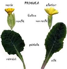 Image result for Tragus pedunculatus