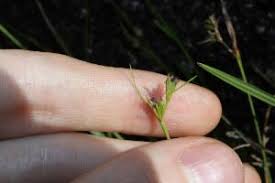 Image result for Scleria sp.no.1