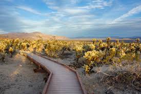 It's conveniently located near where most tourists visit and only requires a small. Cholla Cactus Garden Joshua Tree National Park U S National Park Service