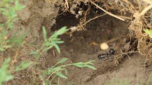 Is alocasia poisonous to dogs? Prairie Dogs And Black Widows