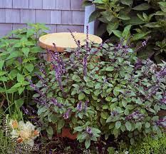 Purple daisy flowers, with brown centres adorn a chestnut band, surrounded by clusters of grass green leaves, creating an elegant and whimsical flair. Deep Purple Stems Blue Green Leaves And Lavender Flowers African Blue Basil Is A Must Grow Herb Apartment Herb Gardens Pollinator Garden Lavender Flowers