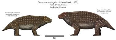 Image result for Scutosaurus