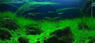 Bought Dwarf Hairgrass Seeds From A Local Fish Store On A Whim And Was  Surprised When They Actually Grew! But As Soon As I Put Them In My Tank,  They Shriveled And