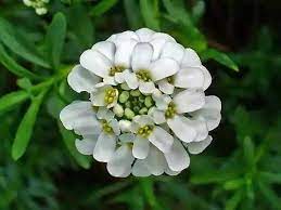 Hoa Thập Tự Hoa Xanh Mai Ten Anh Ngữ Evergreen Candytuft Ten Kh Iberis Sempervirens H Types Of Flowers Different Types Of Flowers Beautiful Flowers Images