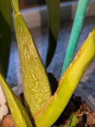 Orchid Growing for Dummies