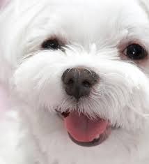 Maybe you would like to learn more about one of these? Maltese