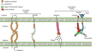 Acini produce digestive enzymes and secrete them into nearby ducts. Cell Adhesion And The Extracellular Matrix Sciencedirect
