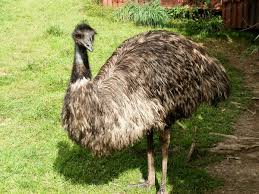 The emu war, also known as the great emu war, was a nuisance wildlife management military operation undertaken in australia over the later part of 1932 to address public concern over the number of emus said to be running amok in the campion district of western australia.the unsuccessful attempts to curb the population of emus, a large flightless bird indigenous to australia, employed soldiers. Emu Wiktionary