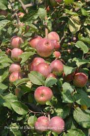 How to grow an apple tree. Apples Edible Landscaping