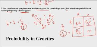 Probability In Genetics Rule Of Multiplication And Addition Genetics Probability Multiplication