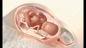 Hablamos de las ventajas del parto natural, un parto sin epidural que prioriza el vínculo de la madre y el recién nacido. Las 3 Etapas Del Trabajo De Parto Youtube