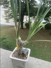 Image result for Trachyandra saltii