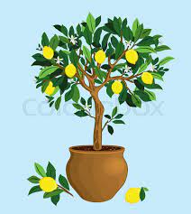 Check spelling or type a new query. Lemon Tree In A Ceramic Pot Lemon Tree Stock Vector Colourbox