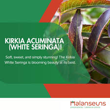 Image result for Kirkia acuminata