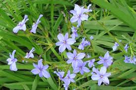 Image result for Aristea angolensis