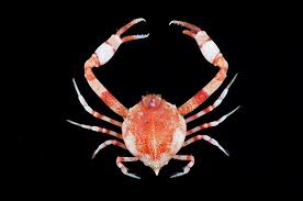 Image result for Crabbea velutina