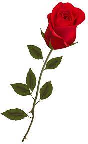 Beautiful Stem Red Rose Png Clipart Best Web Clipart Red Rose Png Rose Flower Png Beautiful Red Roses