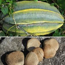Image result for Telfairia occidentalis