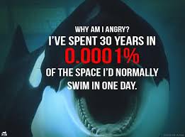 Cnn Please Broadcast Blackfish On A Weekly Basis For A Extended Time Orca Orcas In Captivity Blackfish