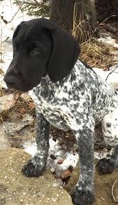 Black And White German Shorthaired Pointer Lab Mix German Shorthaired Pointer Dogs Puppies Beautiful Dogs