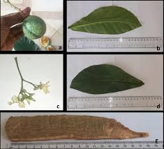 Image result for Voacanga africana