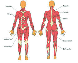 It is vital to know the major muscle groups especially in improving your body. Nmsu The Benefits Of Strength Training And Tips For Getting Started