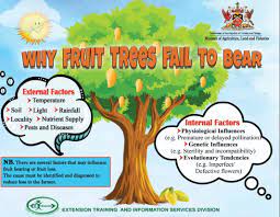 Why fruit trees fail to bear. Ministry Of Agriculture Land And Fisheries Facebook