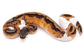 Yr2015 female black pastel piebald ball python (pb_1031_f) 1,500.00. Pied Ball Python Care Sheet Facts Az Reptiles