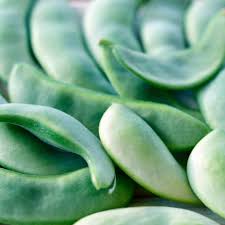 Image result for Phaseolus lunatus